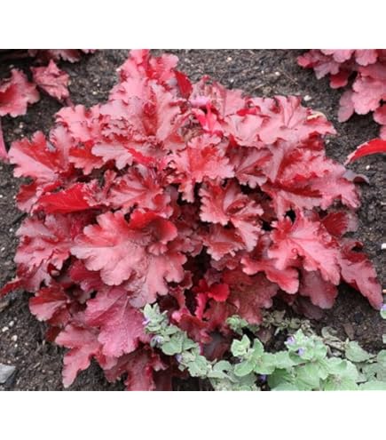 Amazon.co.jp: ホップ苗（根茎） カスケード種 A : DIY・工具・ガーデン